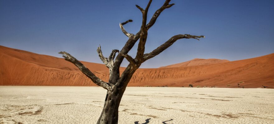 dry tree in arid climate