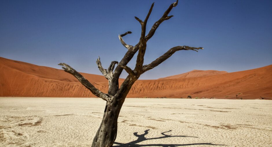 dry tree in arid climate