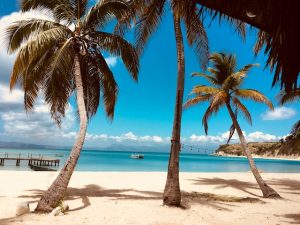 palms on caribbean beach