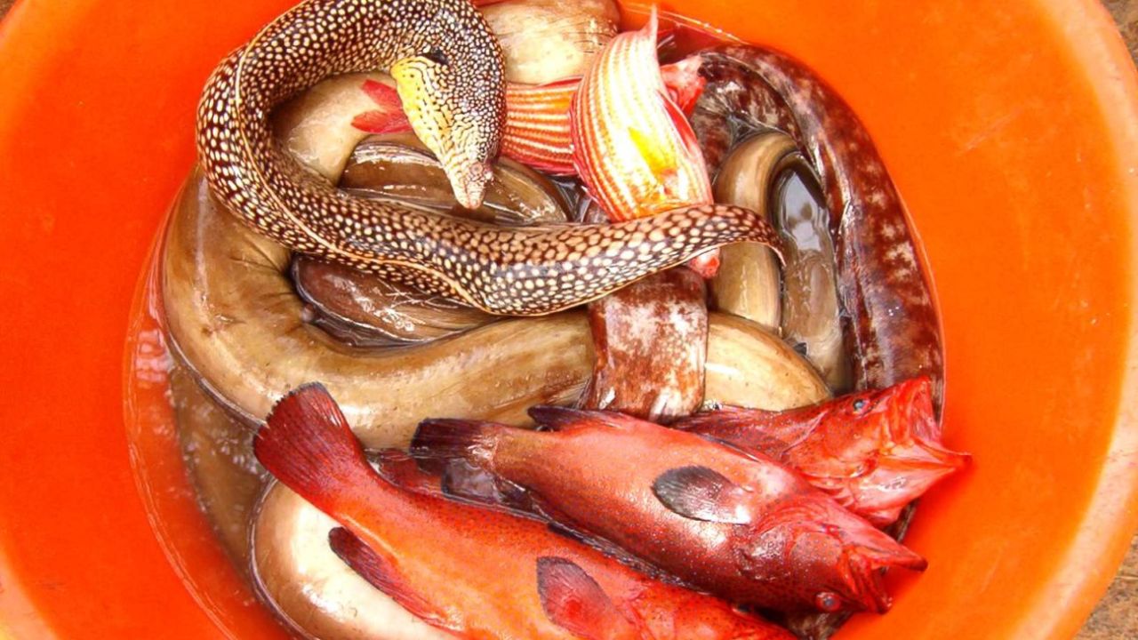 Cape Verde Food Guide What Tourists Should Try (and Avoid)